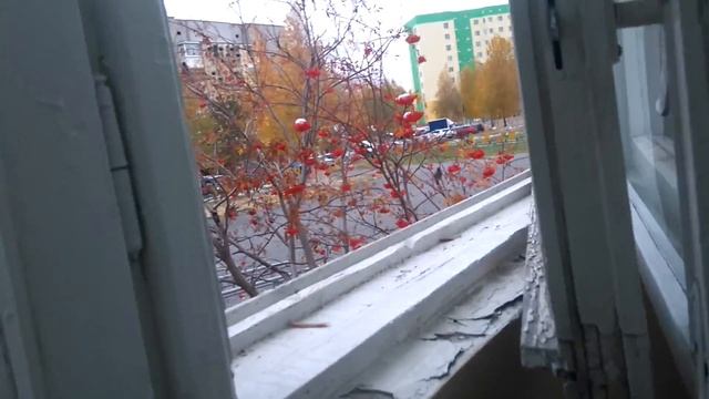 свиристели на рябине под окном смотреть онлайн