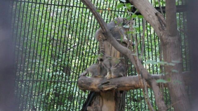 Котята манула Евы покоряют высоту вслед за мамой. смотреть онлайн