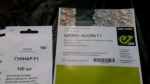 Обзор семян огурца для второго оборота