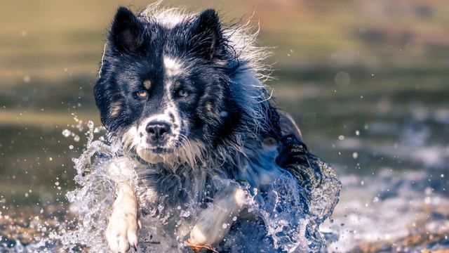 ► Elo Hund [2018] Rasse, Aussehen & Charakter смотреть онлайн