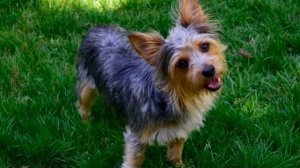 Разновидности йоркширских терьеров: какие бывают