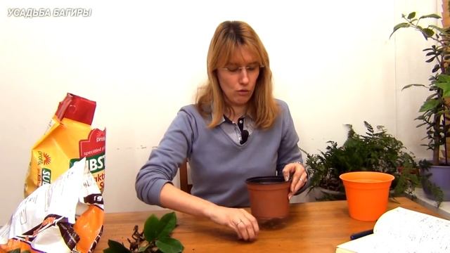 Замиокулькас. Посадка и уход.