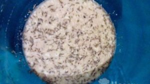 Куриные голени в кефире