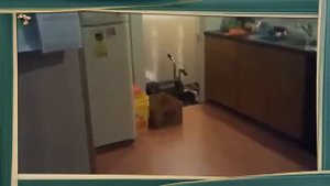 Котэ и Воздушные Шарики! Коты кошки котята
