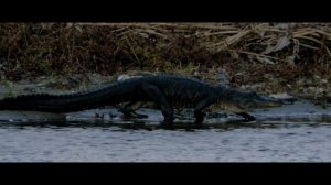 Paddle Florida: Ocklawaha Odyssey