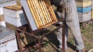 Выдувание пчёл с помощью воздуходувки. Пасека Сущенко И.Н.