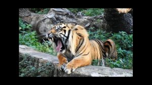 Жолбарыс пен жайын - терме №1