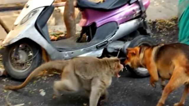 Обезьяна похитила щенка на улице и убежала. Только посмотрите зачем! смотреть онлайн