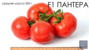 Томат F1 Пантера. Профессиональные семена Гавриш