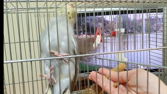🐥2й день приручения Чуда в перьях ヅ