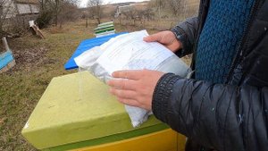 Фацелия лучший медонос  /  Пора сеять фацелию