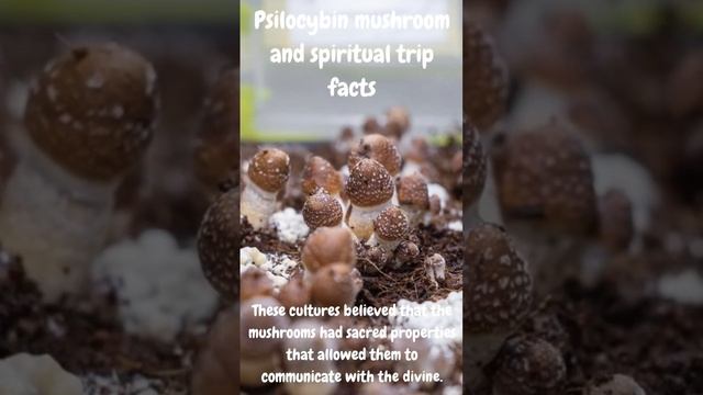 Psilocybin mushrooms and spiritual facts #knowledgefacts #didyouknowfacts #Trippy #themoreyouknow