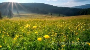 Таня случайно подслушала разговор своего жениха. Если бы он только знал…