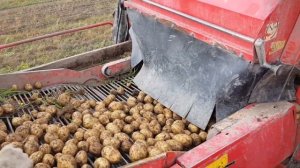 Уборка картофеля Гала.