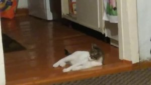 Кошка играет с домовым