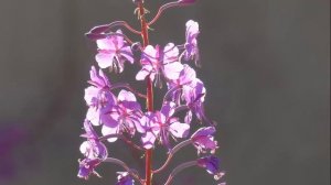 Польза и вред иван-чая (кипрея) для здоровья. Почему стоит им заменить черный чай?