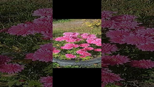 Осенние цветы. Октябрина.