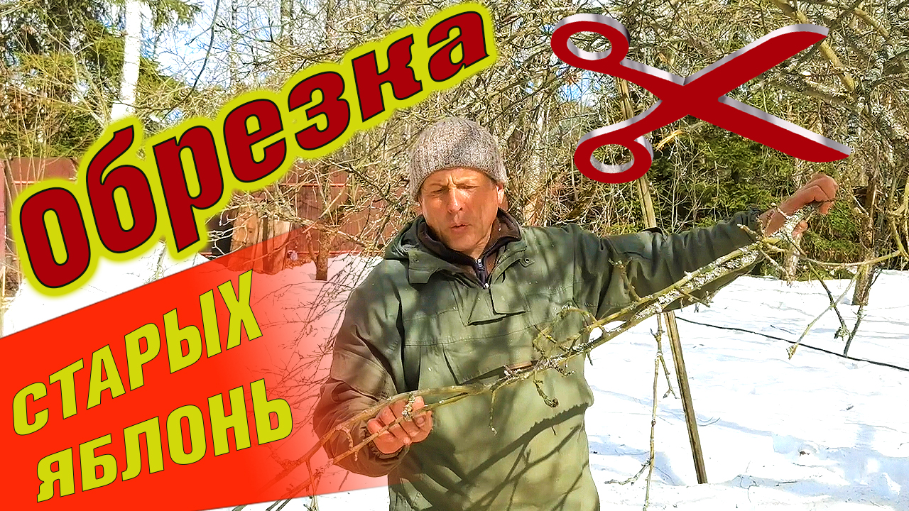 Ландшафтный дизайн. Обрезка яблони весной или Как правильно обрезать старые яблони.