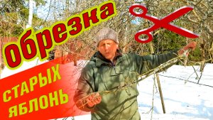 Ландшафтный дизайн. Обрезка яблони весной или Как правильно обрезать старые яблони.