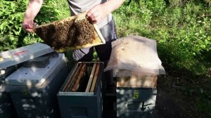 развитие отводков в шестирамочниках,часть 4, проверка выхода маток