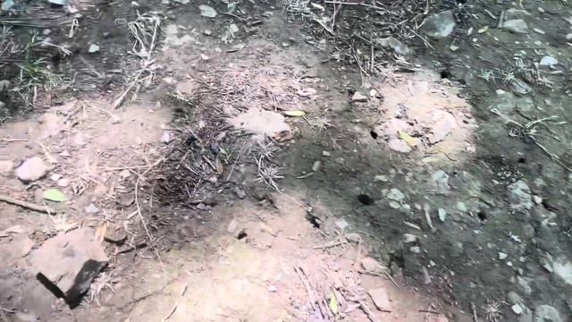 НАШЕСТВИЕ ЦИКАД НА ПОБЕРЕЖЬЕ ЧЁРНОГО МОРЯ |страшный звон в ушах |Геленджике Новороссийск Абрау-Дюрс