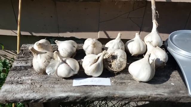 Сорт чеснока Гуливер. Сильнорослый, крупный с хорошей лежкостью. смотреть онлайн