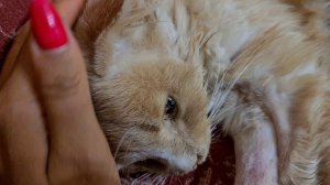 Лаки стало легче?!