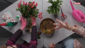 Почему декабрист не расцвёл в декабре?