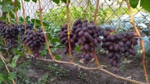 Журавленок  , он же Красава - товарность на Высоте!!!