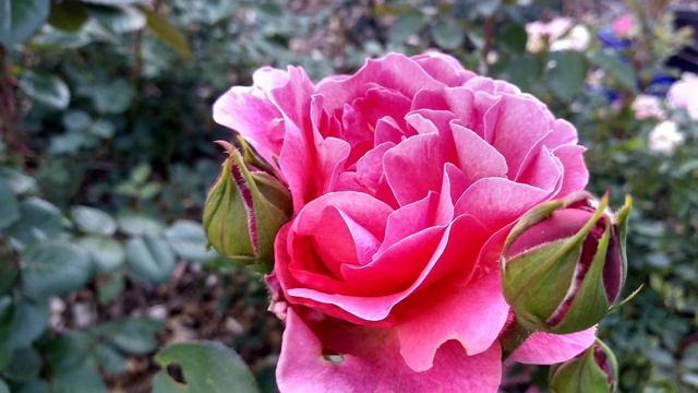 An important seed parent, and it’s seedling is blooming! смотреть онлайн