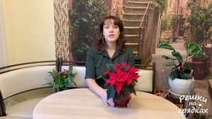 Пуансеттия или Рождественская звезда Как ухаживать