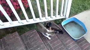 Кот и утка друзья навек