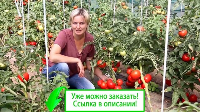 Томат большая мамочка выращивание
