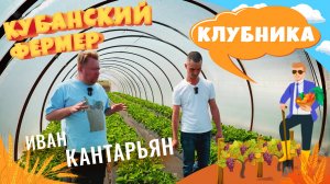 Кубанский фермер - Клубника