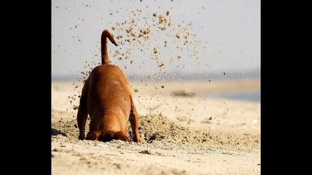 Почему собака роет ямы, с чем связаны такие действия!