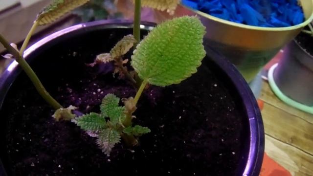 Цветочные композиции из комнатных растений - переделка. смотреть онлайн