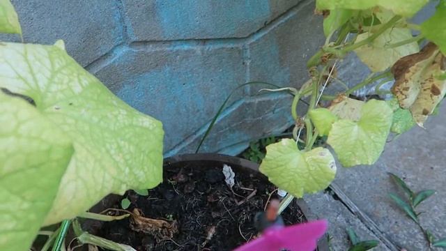 Спасаем рассаду огурцов Собираем урожай помидорок черри 6 Часть Огурцы от покупки рассады до урожая смотреть онлайн