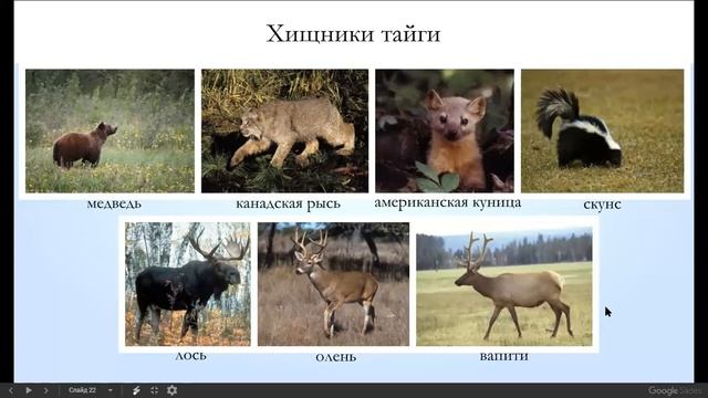 Природа Северной Америки смотреть онлайн