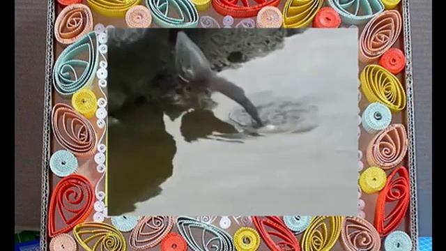 Птица ловит рыбу на приманку смотреть онлайн