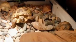 Черепаха Тишка+ Битбокс