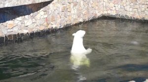 157-й день рождения Ленинградского зоопарка. Белая медведица Хаарчаана кушает рыбку