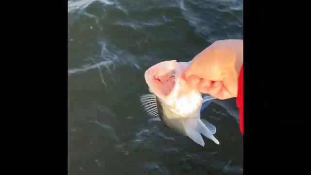 Дорога и тренировки перед турниром «Золотой судак», 21.10-31.10.2023 смотреть онлайн