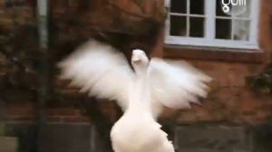 Чудесное путешествие Нильса с дикими гусями.  02.  Путешествие