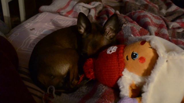 Русский той - Дороти смотреть онлайн