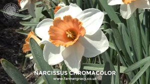 Narcissus 'Chromacolor' - FarmerGracy.co.uk