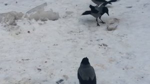 Вороны. Борьба за рыбу / Hooded crows. Dispute over Fish