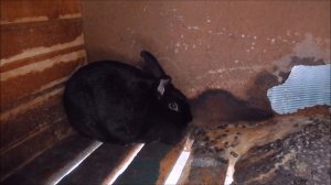 Расход корма взрослыми кроликами за месяц  Серия №1