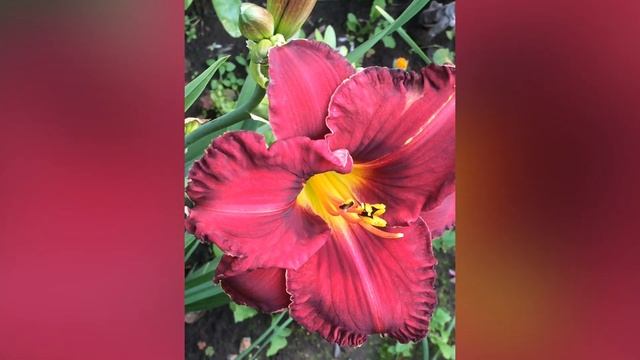 */*КОТЫ и ДАЧА*/* ЛЕТО в МОЁМ САДУ*/*ОБЗОР ЦВЕТНИКА часть 1*/* лилии,флоксы,лилейники и др смотреть онлайн