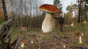 Сбор Грибов на Острове посередине Болота