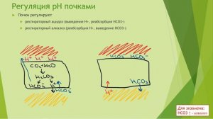 Алкалоз и ацидоз